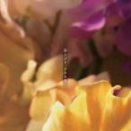 金森浩太／雨上がり、すみれ色 【CD】