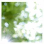 高野寛／Everything is good 【CD】