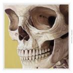  камень . настольный теннис |EUQITANUL [CD]