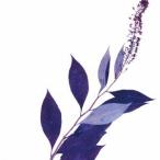 鳥井さきこ／見つめる女 【CD】