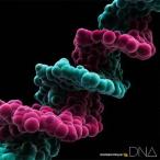 MONKEY MAJIK／DNA 【CD】