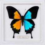 Yahoo! Yahoo!ショッピング(ヤフー ショッピング)FLOW／音色／Break it down《通常盤》 【CD】