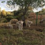 JOSEPHINE FOSTER／NO HARM DONE 【CD】