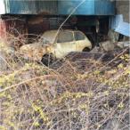 Merzbow／2017-2020 【CD】