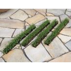 himeiwadare saw ( разрез )4 шт. комплект парковка цветок .. брать . растение садовое дерево саженец зеленый .