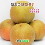  Niigata префектура Shirone груша культивирование сельское хозяйство дом Izumi фруктовое дерево . иметь машина качество удобрение культивирование новый прекрасный месяц груша 5kg(7 шт ~12 шт ).. товар бесплатная доставка [ нет .. товар подарок подарок ]