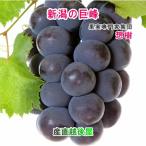  Niigata префектура три статья плоды специализация дом сборник .... сверху .. виноград ..2.(350g~450g) бесплатная доставка [ прямая поставка от производителя виноград плоды .. товар подарок ] [ подарок по случаю конца года ]