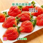  Niigata префектура Niigata город Takeuchi сельское хозяйство . гидропонная культура .. после .15 шарик 2L 1 упаковка .. длина . сельское хозяйство . из прямая поставка от производителя бесплатная доставка [. клубника плоды подарок .. товар ]