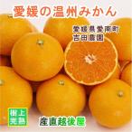 Ehime префектура love юг блок мандарин фруктовое дерево . Yoshida сельское хозяйство .. сверху .. культивирование Ehime мандарин 10kg B класса товар .. длина . сельское хозяйство . из прямая поставка от производителя бесплатная доставка [mi can плоды подарок гурман .. товар ]