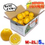 ショッピング送 樹齢20年以上 河内晩柑 ご家庭用 訳あり 5kg お試しに最適 愛媛県 愛南町産 Ｍ〜２Ｌ 自宅用 箱買い かわちばんかん こだわり王国