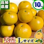高知県産 土佐文旦 贈答用・秀品 Lサイズ 10kg 贈り物に最適 とさぶんたん 本場の 文旦 を 箱買い 10キロ
