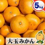  есть перевод Ehime мандарин большой шар размер 5kg для бытового использования бесплатная доставка 