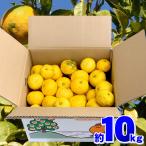  Ehime префектура производство ..10kg для бытового использования есть перевод размер случайный смешивание бесплатная доставка коробка покупка дом для для бизнеса .. фрукты плоды кожа реальный Ehime . мир остров . север Hachiman . местного производства yuzu 10 kilo 