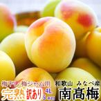 ( предварительный заказ )* есть перевод *..* синий слива ... кастрюля производство юг высота слива размер (4L) 5kg Wakayama .. прямая поставка от производителя (. покупка )