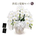 お供えミディ胡蝶蘭３本立白漆芸電報...