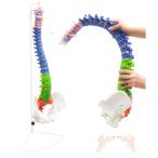 脊椎 模型 90cm 可動式 脊椎骨盤模型 人体模型 実物大 配色脊柱 脊髄 背骨 腰椎 可動脊椎模型 股関節 医学 整骨院 教材 スタンド付き