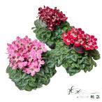 花鉢「シクラメン ジックス 5寸 底