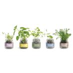  культивирование комплект little сад Mini Mini бутылка садоводство садоводство интерьер подарок салон симпатичный культивирование комплект базилик петрушка ромашка время remo
