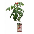  культивирование комплект little сад m lighter kesi дизайн садоводство садоводство интерьер подарок салон симпатичный культивирование комплект базилик лесная земляника hi