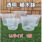 цветочный горшок прозрачный посадочная машина LL размер #170 1 шт садоводство декоративное растение . obi растения садоводство .... монстера цветок растения departure корень наблюдение 