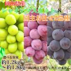 【希少品種入り園主お任せセット】シャインマスカット+希少品種を含む2種 食べ比べ 優品ランク 岡山県産