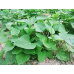 ★野菜苗★サツマイモ★　シルクスイート（1束/切苗10本)：発送：４月２８日〜６月３０日・お受け取りご希望はご注文前にご相談ください！