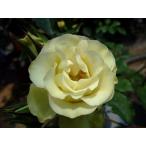 苗 バラ 緑光の人気商品 通販 価格比較 価格 Com