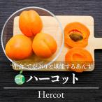 生食可能あんず ハーコット 約1kg 長野県産  贈り物にもおすすめ