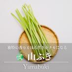 山ぶき　フキ　山菜　約1kg　長野県