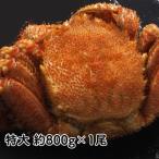  Hokkaido. прибрежный море. . шерсть .. очень большой примерно 800g×1 хвост Sapporo север сверху f-z Sapporo центр . рынок прямая поставка от производителя 