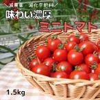 1.5kgうまみリッチ・味濃いトマ...
