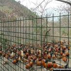  сетка-рабица забор,1.2M(H)x 30M(L) тросик цинк металлизированный 6CM сетка размер 2 MM тросик диаметр, растения крыло sing. защита делать поэтому 