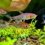 [ включение в покупку не возможно ] организм глубокий красный ho taru Tetra тропическая рыба 