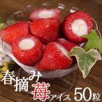 プレゼント ギフト お菓子 アイス イチゴアイス 業務用 家庭用 春摘み苺アイス(50粒)