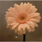 CD/花は咲くプロジェクト/花は咲く (通常盤)