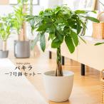 パキラ インテリア 観葉植物 7号 高さ約55〜75cm 鉢カバー付き おしゃれ 鉢 植物 鉢 お祝い オフィス 店舗 事務所 おしゃれな植木鉢 プレゼント 育てやすい