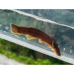  красный The (M) [ одиночный товар ]. хорошо река вода серия 