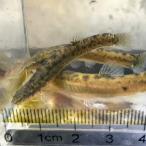 na галет ho tokedojou Yoshino река вода серия производство [3 шт комплект ]