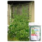 グリーンカーテンネット　1.8×1.8m グリーン ( '4935682027747 / ATC10262347 )( コンパル ) (Q41CD)