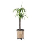 植木鉢 おしゃれ 天然木 プランター GUY-925 プランンターカバー ナチュラル (AZM) (Q41CD)