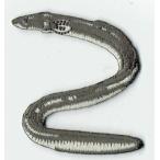 ショッピングうなぎ 刺繍アイロンワッペン魚（ウナギ/うなぎ）