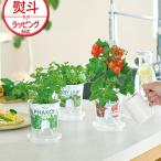 聖新陶芸 Fresh Feel フレッシュフィール 栽培セット めざましテレビ