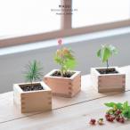 . новый керамика культивирование комплект sodate форель бонсай GD-846 сосна Тунберга Sakura . лист . японский стиль подарок подарок 