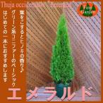 エメラルドグリーン８０〜１００センチ（庭木,植木,常緑樹,コニファー,シンボルツリー,クリスマスツリー）