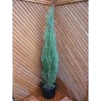 コニファー　スカイロケット150cm（庭木,植木,常緑樹,コニファー,シンボルツリー,クリスマスツリー）