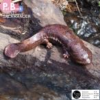 PET BANK オオサンショウウオ 貯金箱 インテリア 置き物 絶滅危惧種 動物 ペット JAZA寄付 GIANT SALAMANDER magnet マグネット
