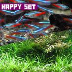 ( тропическая рыба ) happy комплект ( водоросли ) случайный водоросли 15шт.@+ neon Tetra SM 10 шт 