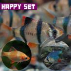 ( тропическая рыба ) happy комплект sma тигр 3 вид Mix 5 шт 