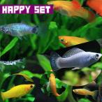 (�M�ы��Z�b�g)�y�n�b�s�[�Z�b�g�z�~�b�N�X���[���[�@�i��R�|�Scm)�i�T�C�j �{ �~�b�N�X�v���e�B�i��Q�D�T�|�Rcm)�i�T�C�j