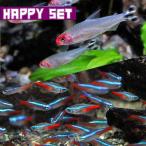 ( тропическая рыба комплект )[ happy комплект ] neon Tetra ( примерно 1.5-2cm)(10 шт ) + Lamy нос Tetra ( примерно 2.5-3cm)(5 шт )